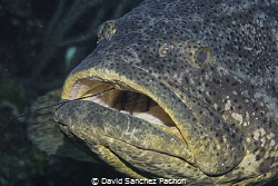 goliat grouper at lunch time by David Sanchez Pachon 